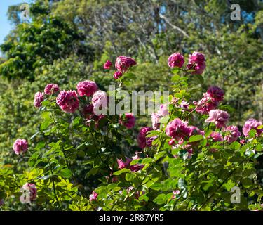 Splendida fioritura di massa di rose di malva rosa in un giardino australiano Foto Stock