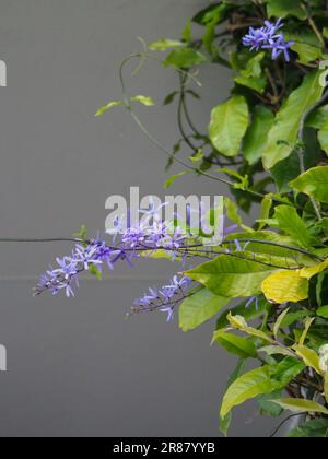 Fiori su una vite, Una raffica di Petrea viola o finto glicine tra foglie verdi Foto Stock