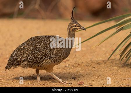 Elegante Crested Tinamou [ Eudromia elegans ] a Paignton Zoo, Devon, Regno Unito Foto Stock