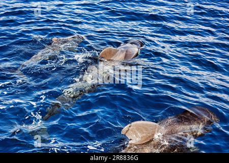 Pilota balena (Globicephala), gruppo con giovani, nuoto in superficie, avvistamento delle balene, Tenerife, Spagna Foto Stock