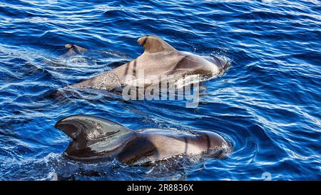 Pilota balena (Globicephala), gruppo con giovani, nuoto in superficie, avvistamento delle balene, Tenerife, Spagna Foto Stock