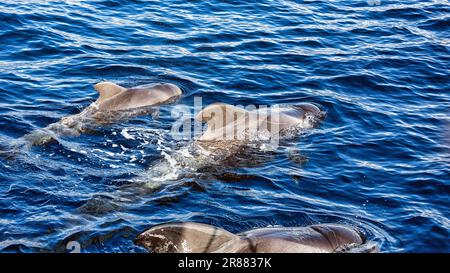 Pilota balena (Globicephala), gruppo con giovani, nuoto in superficie, avvistamento delle balene, Tenerife, Spagna Foto Stock