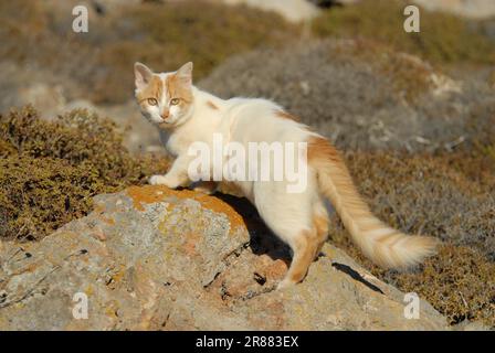 Gatto domestico, Crema Tabby e Bianco, bicolore, in piedi su una grande roccia con lichen, Dodecanese, Grecia, gatto, Crema Tabby e Bianco, in piedi su un Foto Stock