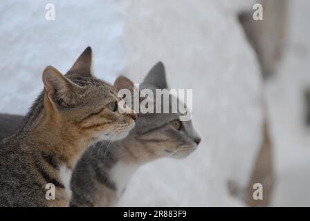 Due giovani cuccioli domestici, tabby, fianco a fianco, ritratto, dodecaneso, Grecia, due gattini, fianco a fianco, ritratto, Grecia, Isola Dodecanese Foto Stock