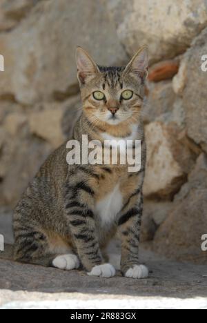 KM20886. jpg giovane gattino domestico, tabby e bianco, che scendono curiosamente da un muro, dodecanese, Grecia, gattino, tabby e bianco, peering giù Foto Stock