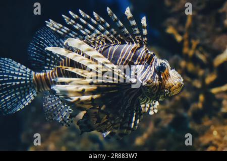 Vista laterale a tutta lunghezza del profilo di un leonfish che nuota in acqua in una cisterna di pesci in un acquario Foto Stock