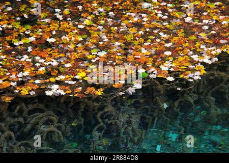 Le prime foglie autunnali si raccolgono su uno dei laghi di Plitvice in Croazia Foto Stock