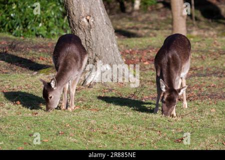 Reeves Muntjac Foto Stock