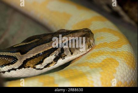 Primo piano testa spilota Morelia in pitone diamantato Foto Stock