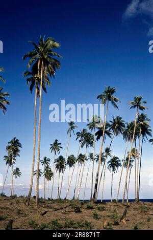 Alberi di cocco in Port Blair, Andaman e Nicobar isole, India, Asia Foto Stock