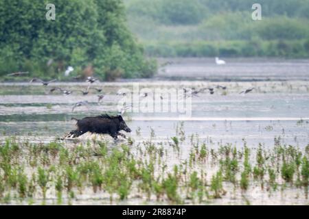Cinghiale (Sus scrofa) che attraversa l'acqua della riserva naturale, Meerbruchwiesen, Steinhuder Meer, bassa Sassonia, Germania Foto Stock
