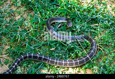 Snake Common krait (Bungarus caeruleus) prigioniero, il Madras Crocodile Bank Trust e Centro per l'erpetologia vicino a Chennai, Tamil Nadu, India del Sud Foto Stock