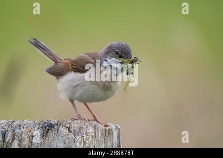 Gola bianca comune (Sylvia communis) con insetti nel suo becco, Assia, Germania Foto Stock