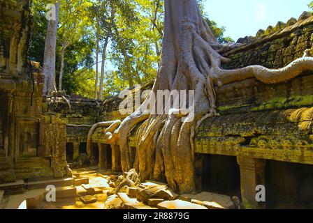 Radici dell'albero nella muratura del tempio della giungla, vicino a Angkor Thom, vecchia capitale Khmer, vicino a Siem Reap, Angkor, Cambogia Foto Stock