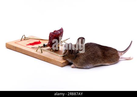 Topo morto (Mus musculus), mousetrap, Germania Foto Stock