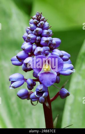 Zenzero blu (Dichorisandra thyrsiflora), zenzero brasiliano, Commelinaceae Foto Stock