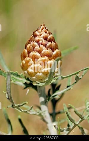 Cone Knapweed, Provenza, Francia meridionale (Leuzea conifera), Pino-Cone Knapweed, Thistle Pine Cone Foto Stock