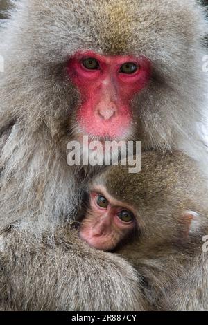 Scimmia di neve, macaco rosso-affrontato (Macaca fuscata), femmina con giovane, Jigokudani, Giappone Foto Stock