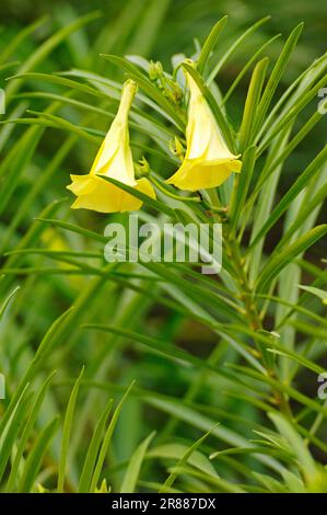 Oleander giallo (Thevetia neriifolia) (Cascabela thevetia), Oleander messicano, Noce Lucky (Thevetia peruviana) Foto Stock