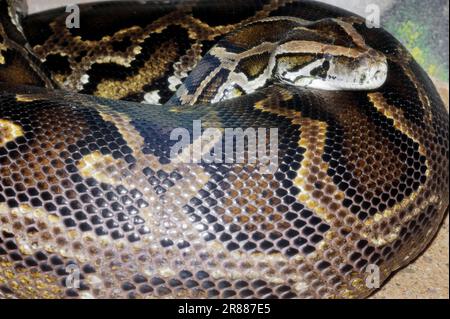 Python indiano scuro (Python molurus bivittatus) Foto Stock