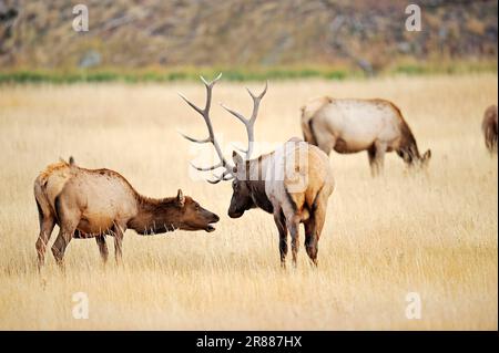 Wapiti (Cervus canadensis), coppia in solco, parco nazionale di Yellowstone, Wyoming, USA (Cervus elaphus canadensis), Elk Foto Stock