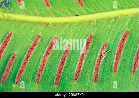 Lingua di HART (Asplenium scolopendrium) Fern, speroni sul fondo della foglia, Nordrhein-Westfalen, Germania Foto Stock