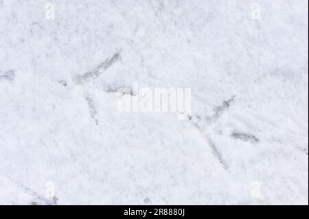 Heron grigio (Ardea cinerea), impronte nella neve, Renania settentrionale-Vestfalia, Germania, pista Foto Stock