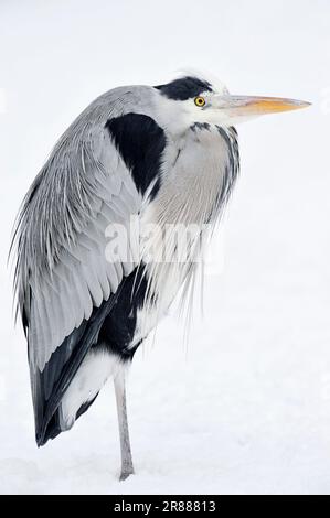 Airone cinerino (Ardea cinerea), Nord Reno-Westfalia, Germania Foto Stock