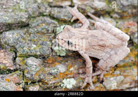 Pine Woods Treefrog (Hyla femoralis), Florida, Stati Uniti Foto Stock