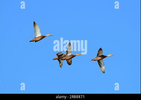 Anatra chiazzata (Anas fulvigula), Myakka River state Park, Florida, Stati Uniti Foto Stock