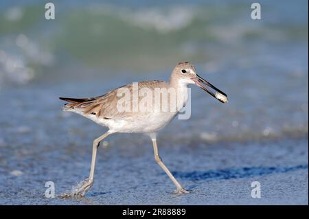 Willet (Catoptrophorus semipalmatus) in inverno precipita con preda, Sanibel Island, Florida, USA Foto Stock