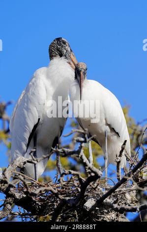 Woodstork (Mycteria americana), coppia a Nest, Florida, Stati Uniti, American Wood Ibis Foto Stock