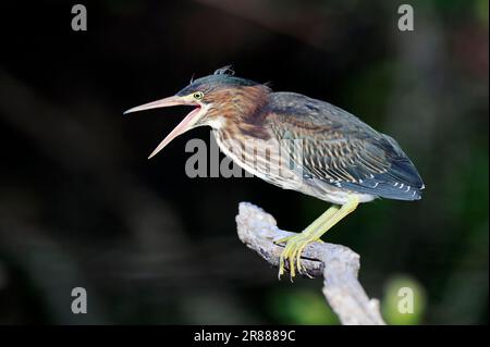 Verde-sostenuto Heron, giovani, Everglades parco nazionale, Florida, Stati Uniti (Butorides striatus virescens) (Butorides virescens), lato Foto Stock