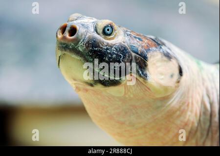 Tartaruga fluviale sudamericana (Podocnemis expansa) tartaruga gigante niana, tartaruga fluviale amazzonica, tartaruga fluviale arrau, tartaruga gigante amazzonica, vero Foto Stock