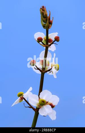 Arrowhead, Florida, USA (Sagittaria lancifolia ssp. Lancifolia), Arrowhead di BullTongue, patata di anatra Foto Stock