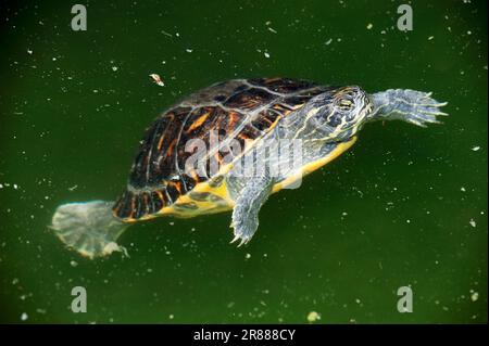 Tartaruga dipinta occidentale (Chrysemys picta bellii) Foto Stock