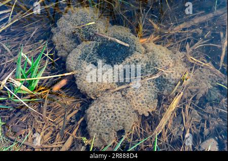 Rana comune europea, uova, Renania settentrionale-Vestfalia, Germania (Rana temporanea) Foto Stock