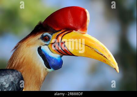 Hornbill knobbed, maschio, Hornbill rugato Sulawesi (Aceros cassidix), Hornbill Knobbed Red, Hornbill Knobbed Sulawesi Red-Knobbed Foto Stock