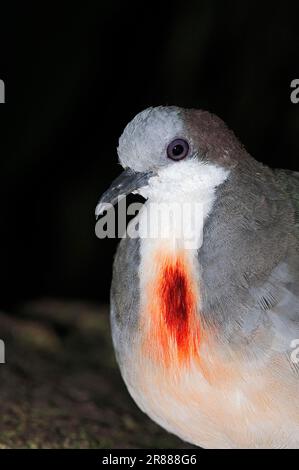Luzon cuore sanguinante (Gallicolumba luzonica), cuore sanguinante Pigeon Foto Stock