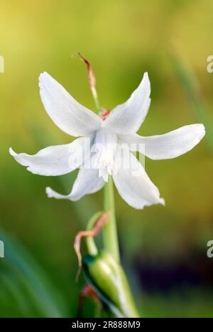 Stellare di Betlemme, stellare di Betlemme (Ornithogalum nutans) Foto Stock