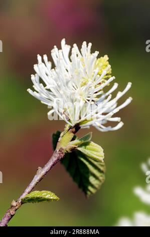 Nana Fothergilla (Fothergilla gardenii), nana Witchalder, nana Witch-alder Foto Stock