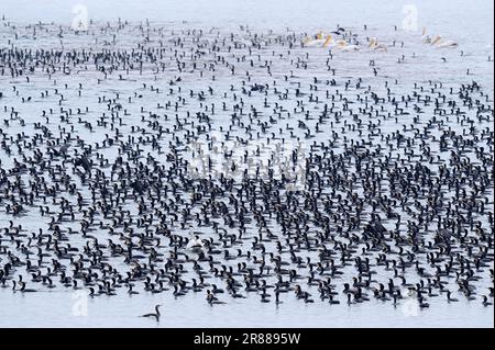 Grandi cormorani (Phalacrocorax carbo), grandi pellicani bianchi (Pelecanus onocrotalus) e Pelicani bianchi (Pelecanus crispus), Pelicani bianchi, Grecia Foto Stock