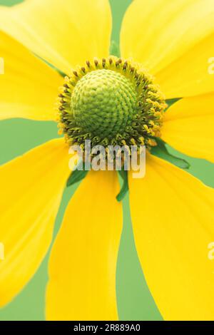 Luccicante Coneflower (Rudbeckia nitida) 'Sole d'Autunno', Fiore del cono Foto Stock