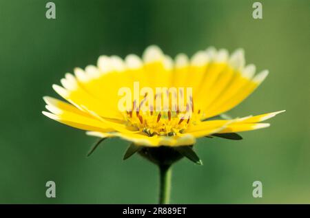 Suggerimenti per l'ordine (Layia platyglossa) Foto Stock