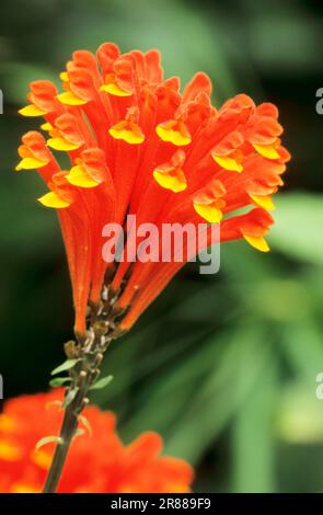 Skullcap scarllet (Scutellaria costaricana), skullcap Costa Rica Foto Stock