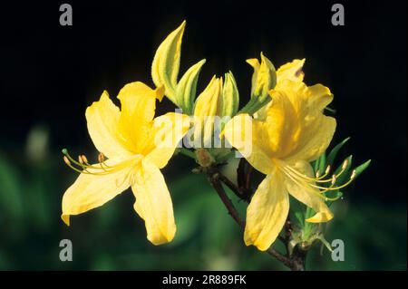 Azalea gialla (Azalea pontica), Azalea Honeysuckle (Rhododendron luteum) Foto Stock