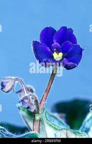 Saintpaulia (Saintpaulia Ionantha hybride) Foto Stock