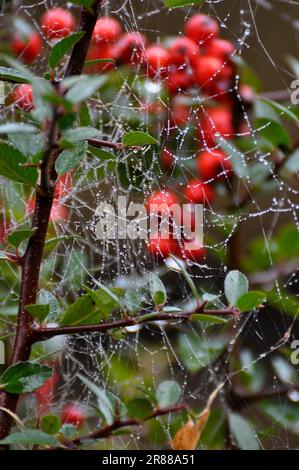 Cane rosa (Rosa canina) la tela di Spider con gocce di rugiada Foto Stock