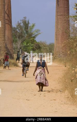 Persone, bombacoideae (Bombacaceae), baobab di grande (Adansonia grandidieri) Foto Stock