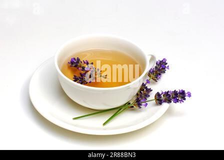 Tazza di tè alla lavanda (Lavandula angustifolia) Foto Stock